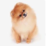 Group logo of Pomeranian
