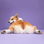 Group logo of Corgi