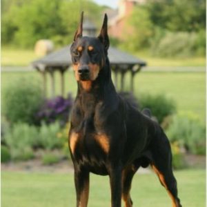Group logo of Doberman