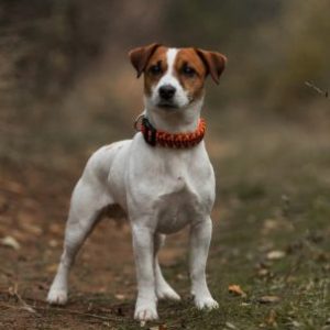 Group logo of Jack Russel
