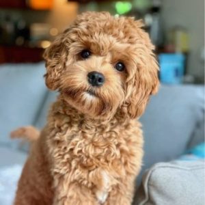 Group logo of Cavapoo