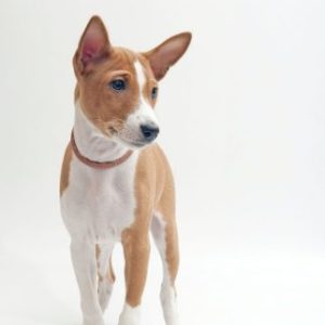 Group logo of Basenji