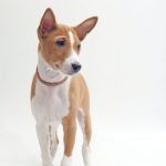 Group logo of Basenji