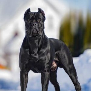 Group logo of Cane Corso