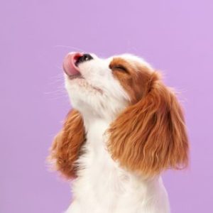 Group logo of Cavalier King Charles španiel