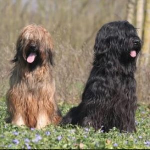 Group logo of Briard