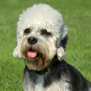 Group logo of Dandie Dinmont teriér