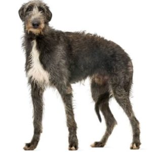 Group logo of Deerhound