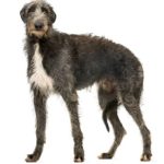 Group logo of Deerhound